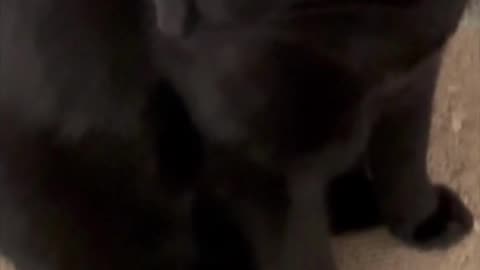 Adopting a Cat from a Shelter Vlog - Cute Precious Piper is a Beautiful Sight in the Morning #shorts