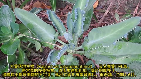 #大葉落地生根／#寬葉不死鳥 Kalanchoe daigremontiana