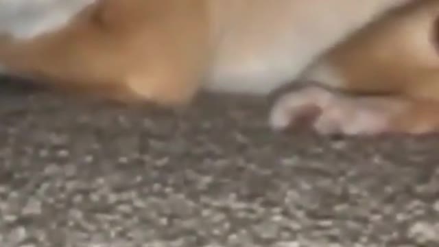 Angry cute dog