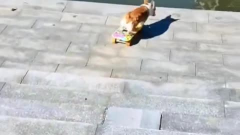 #funnDog skating = really clever creatures