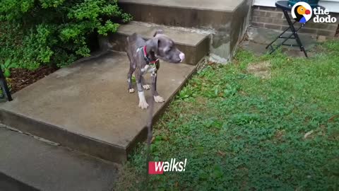 Starving Pittie Transforms Into The Bounciest Puppy | The Dodo Pittie Nation