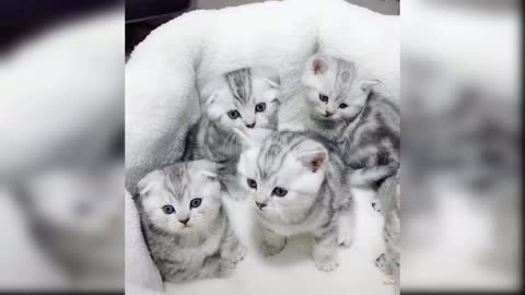 Kittens Funny And Cute Videos!