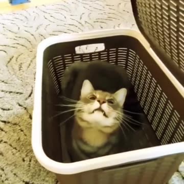 Funny animals Videos Cute Animal #cats #dogs #funnycats #funnydogs #funnypets #cuteanimals .
