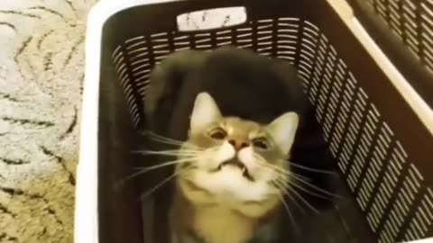 Funny animals Videos Cute Animal #cats #dogs #funnycats #funnydogs #funnypets #cuteanimals .