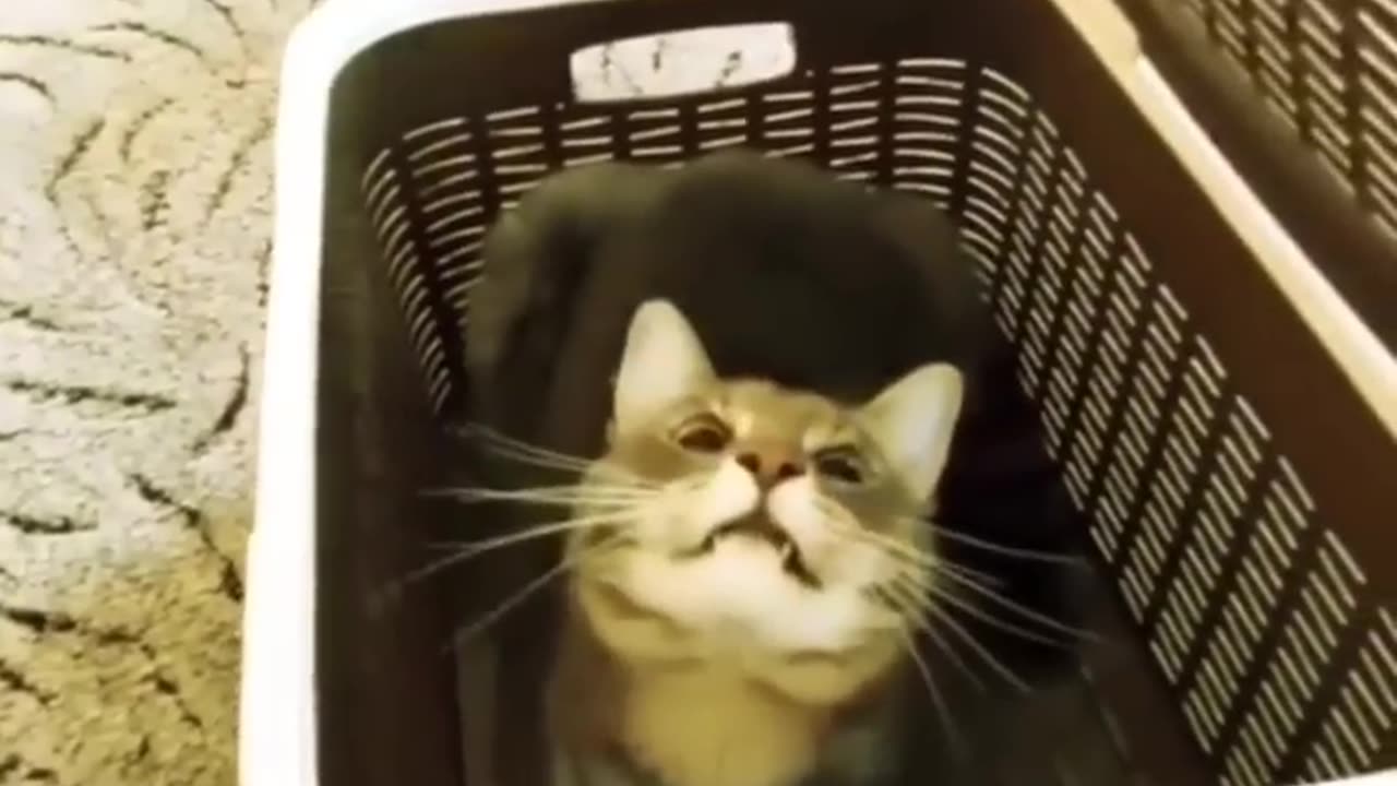 Funny animals Videos Cute Animal #cats #dogs #funnycats #funnydogs #funnypets #cuteanimals .