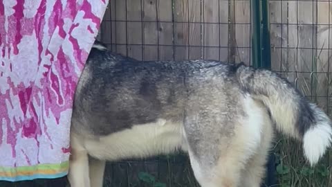 Husky Hides Behind Hanging Towel