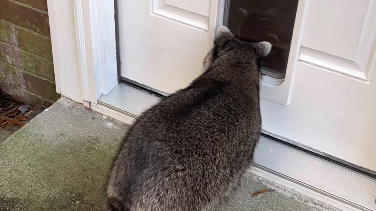 Biscuit Doesn't Understand Doors