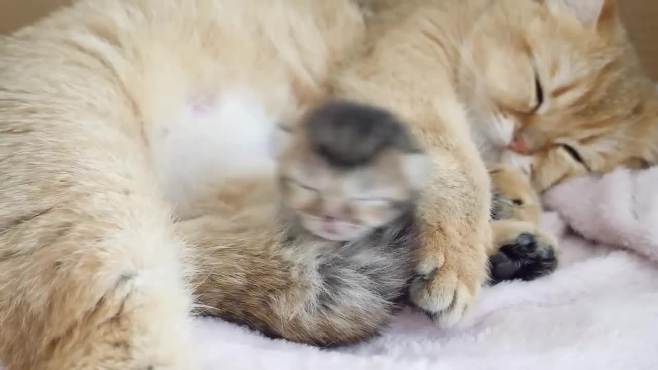You need a break to raise your kitten