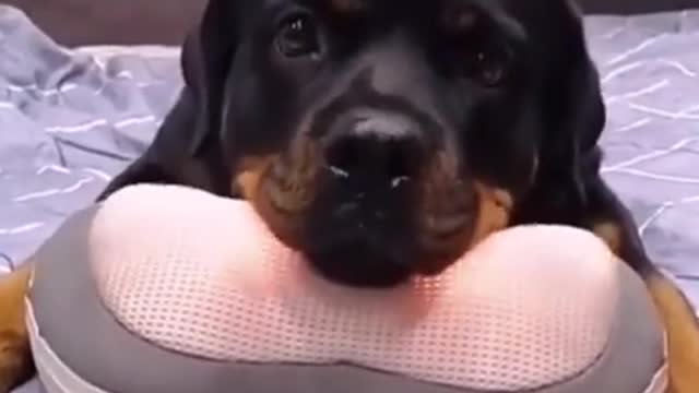 Super funny dogs compilation