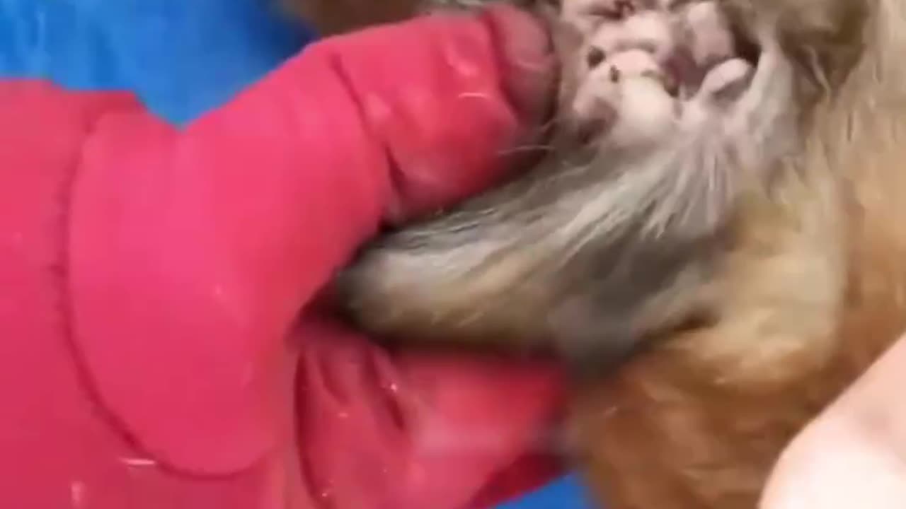 animalsaddict #dogs #SacDepSpa #puppydog #doglove (1)