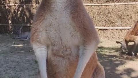 The kangaroo