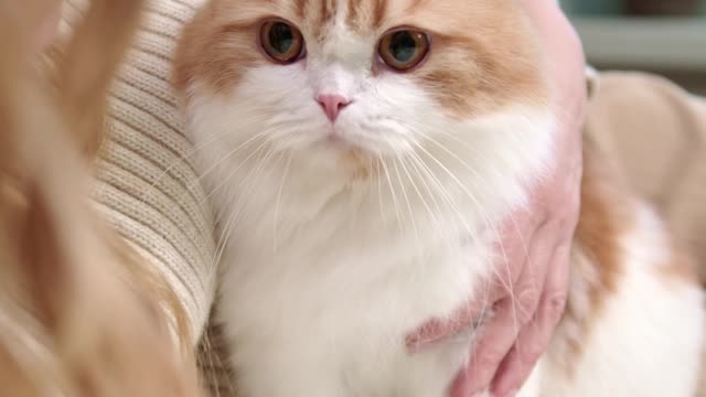 A cute cat