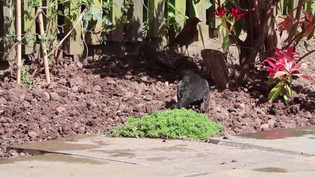 Small blackbird