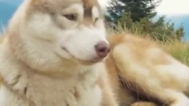 Ultimate Baby Dogs - Cute and Funny Dog Videos Compilation #shorts