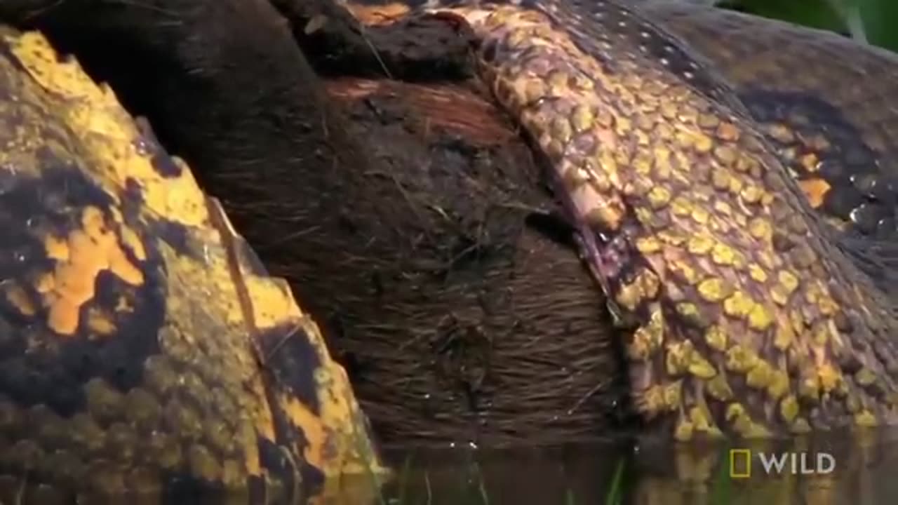 Anaconda Devours Huge Meal _ Monster Snakes.