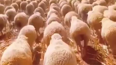 Lining up for the next booster