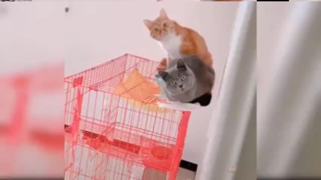 Cute Cat doing funny things