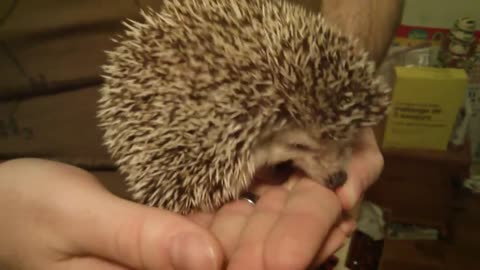 Killer Hedgehog Attack