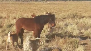 Rocky Mountain Horses and my dogs