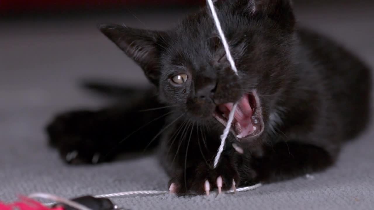 Black baby kitten attacking string slow motion