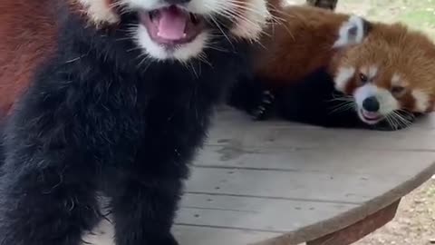 The red panda
