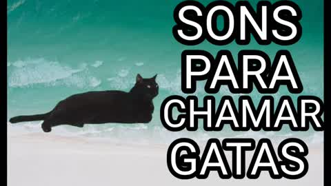 best video to attract cats