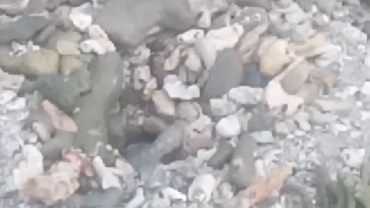 HOW TO HUNT OCTOPUS