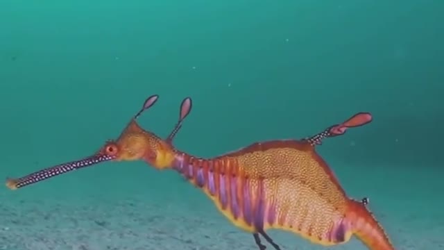 Is the seahorse observing its surroundings by staying still in the water