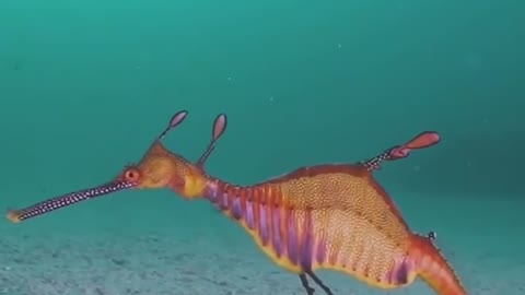 Is the seahorse observing its surroundings by staying still in the water