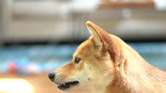 Dog Catching Cheerios in Mid-air in Slo-mo