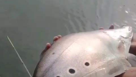 This is a beautiful and charming water-dwelling species