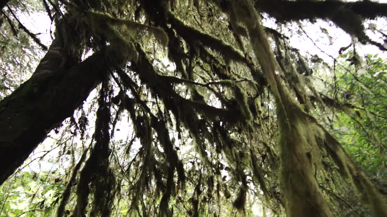 Great Bear Rainforest in 4K - Exploring British Columbia, Canada | DEVINSUPERTRAMP