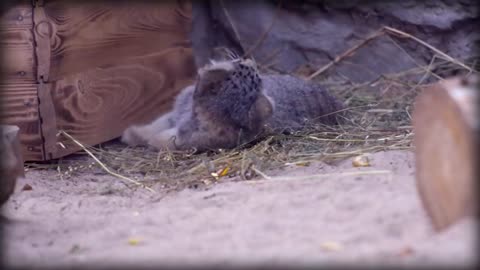 Pallas’s Cat: The Original Grumpy Cat