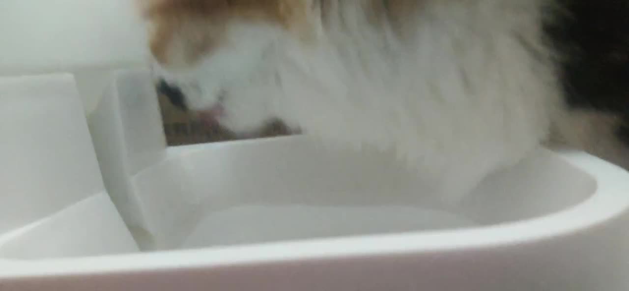 my mini cat