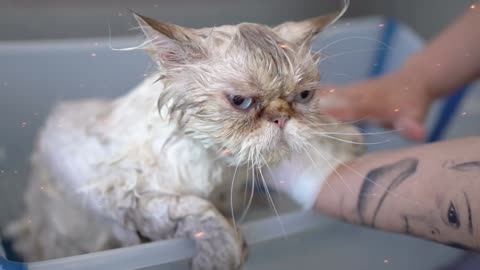 Adorable White Kitty Spa Delight