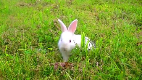 Funny Rabbit video