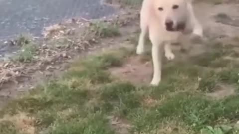funny cats