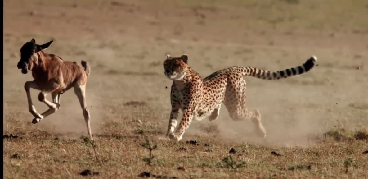 Wildebeest mama and her cub are running for their Life