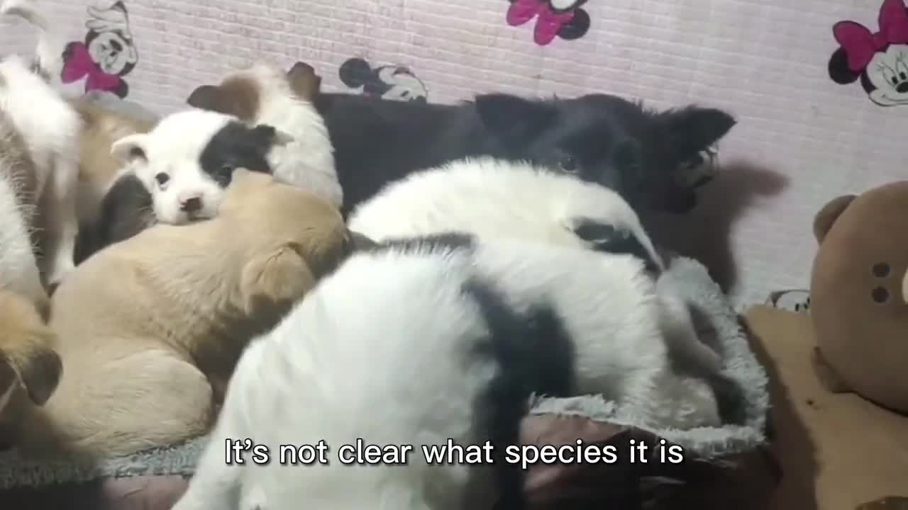 Adorable Puppies Are Forced To Leave Their Mother, Eyes Full Of Sadness