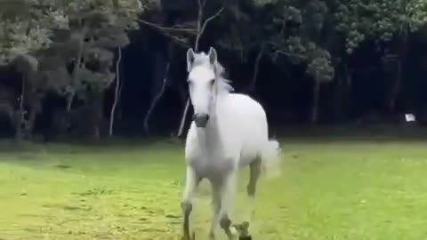 This horse is amazing