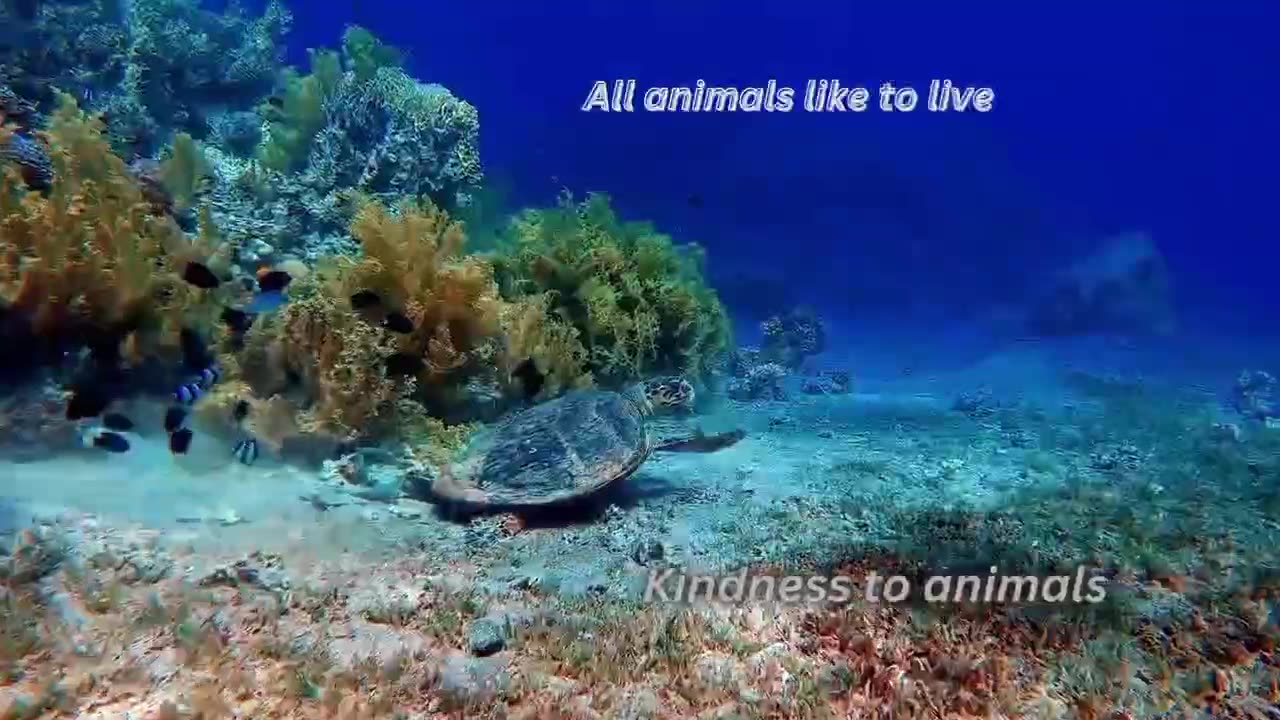 Sea animals