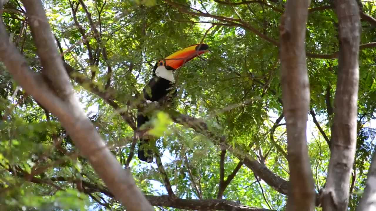 Orange Horned Toucan Stands Alone Looking For Female Company