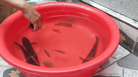 cute ducklings swimming with the fish