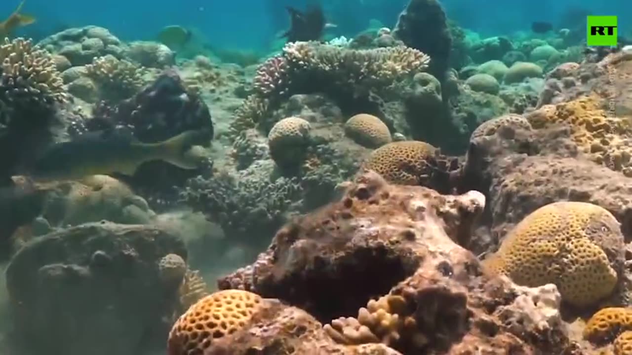 Annoyed octopus filmed punching fish