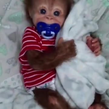 How cute is that Baby Monkey, Like a human child