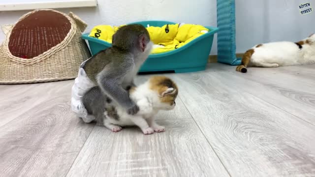 Baby monkey Suzy is worried that the kitten will get lost without the cat's mom.