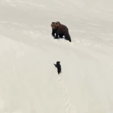 Mother and daughter of the Bear family climbing snowy mountains