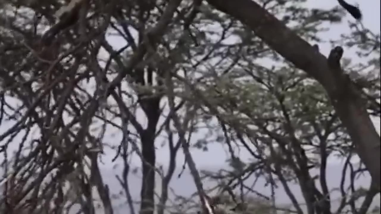 lions... 😨 😨 😨