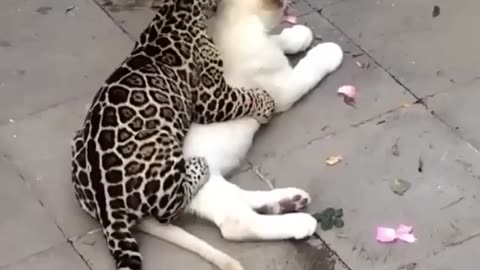 Cuffing and Cuddling 😳😻 | @blackjaguarwhitetiger