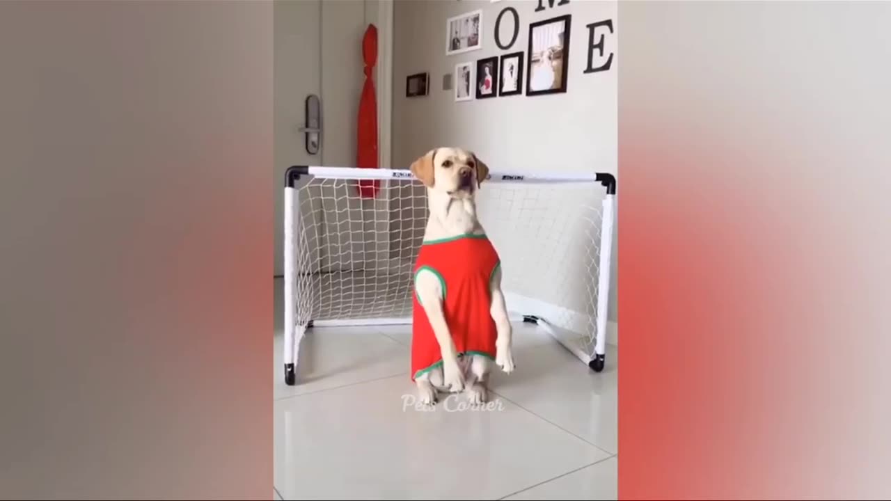 Animals 2022 FunniestBest Funny Cats and Dogs Part 1#shorts